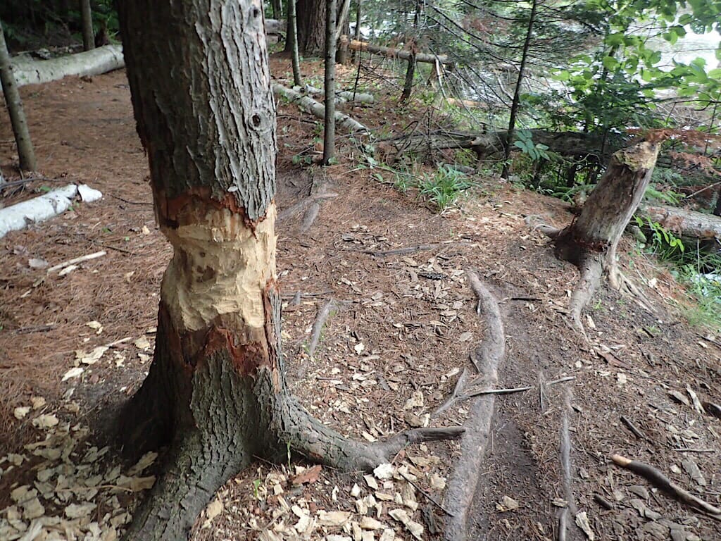 Beaver marks