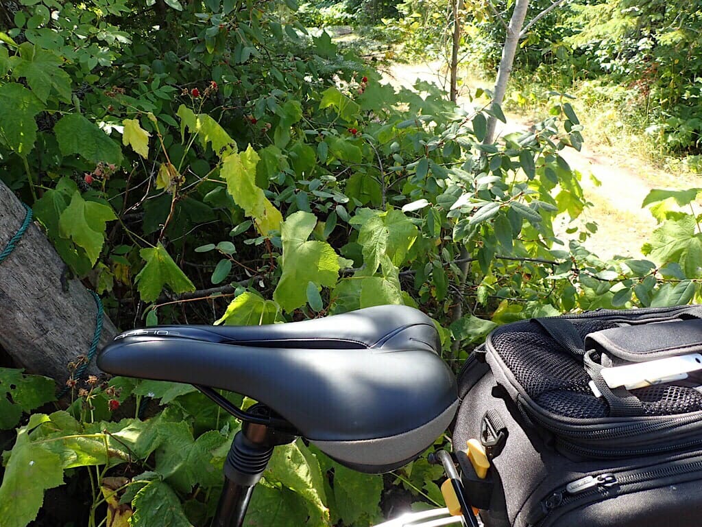 Thimbleberries along the Point Trail
