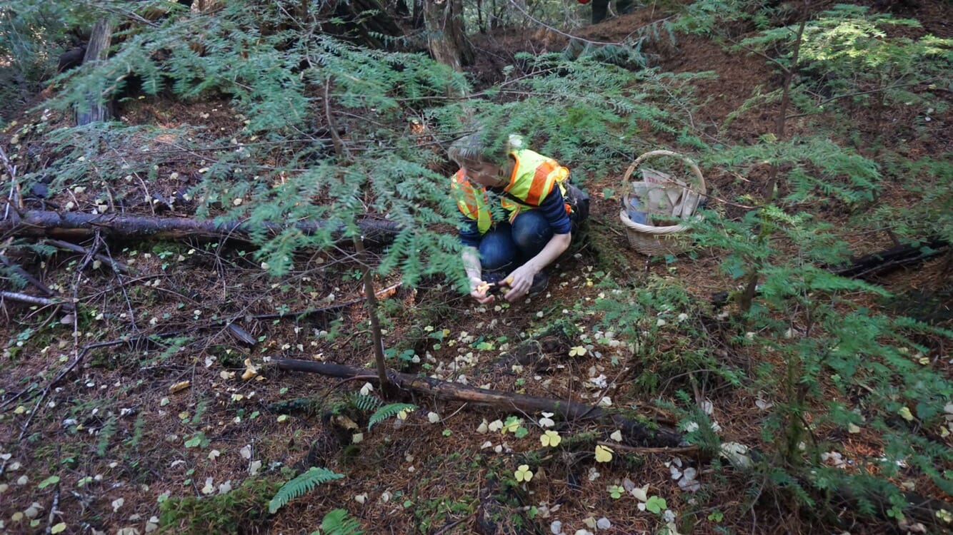 Leah looking for mushrooms in the leaf litter