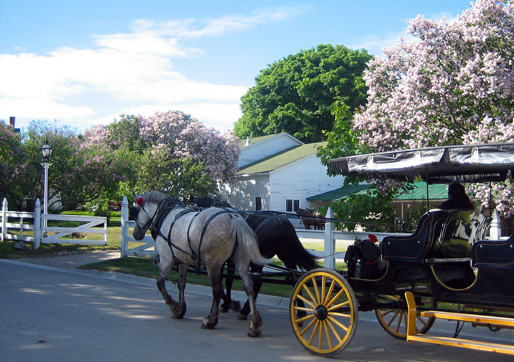 Lilac season on Mackinac Island