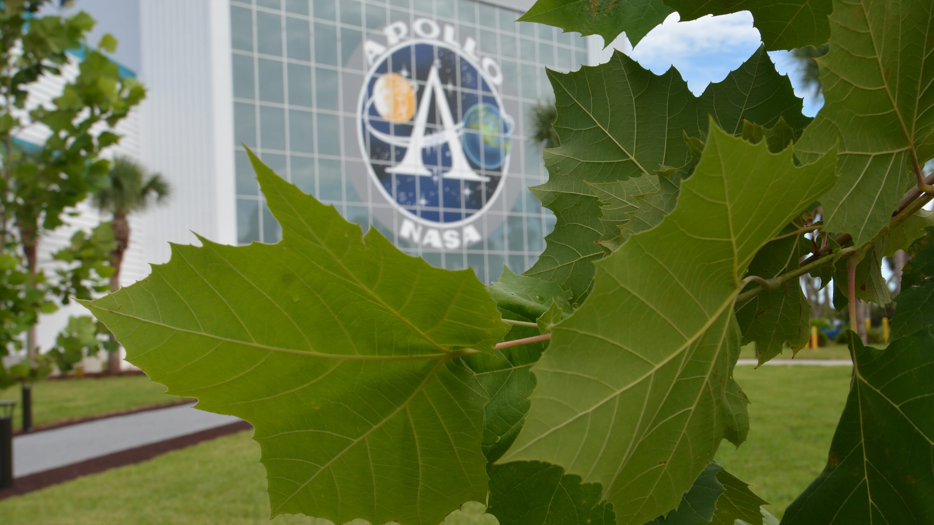 Moon Tree Garden sycamore NASA