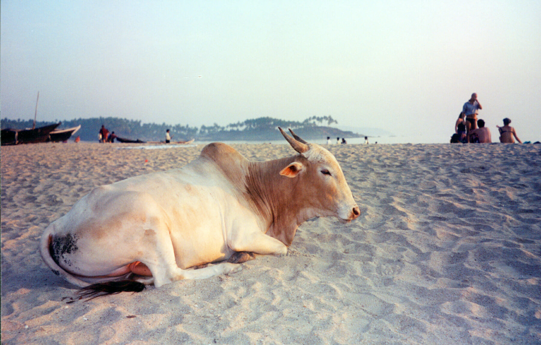 Sacred cow India on the beach