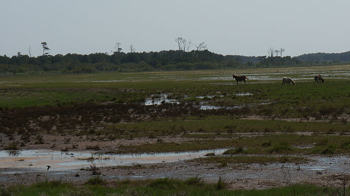 Ponies on the marsh