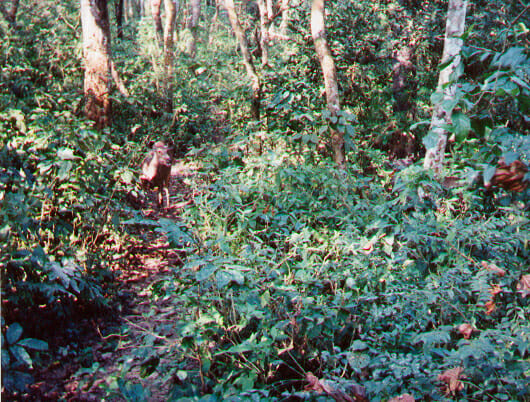 Sambar deer in Nepal