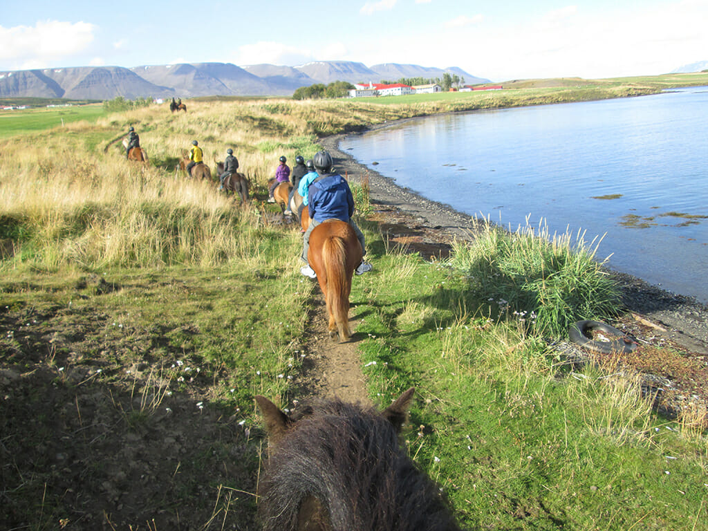 Riding Icelandic horse