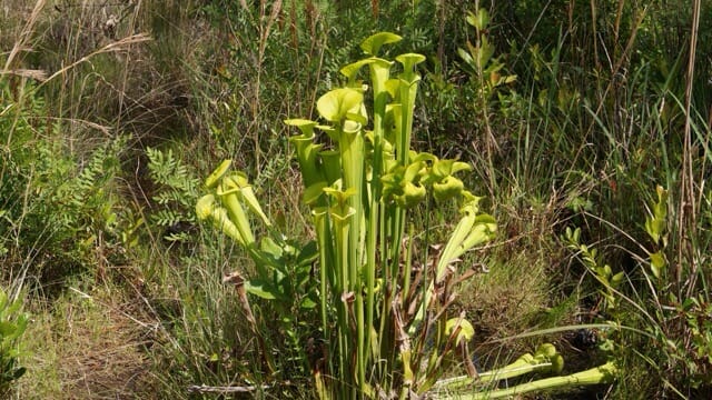 Trumpet pitcher plants at Carolina Beach State Park