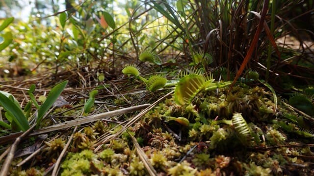Venus flytraps at Carolina Beach