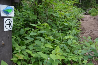 Superior Hiking Trail
