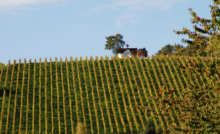 Vineyard in Baden-Baden