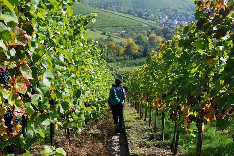 Hikers walking downhill through a vineyard