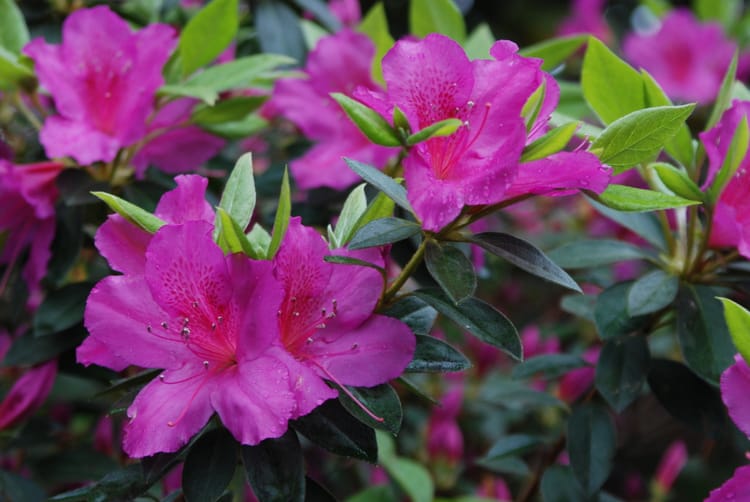 Purple azalea blossoms