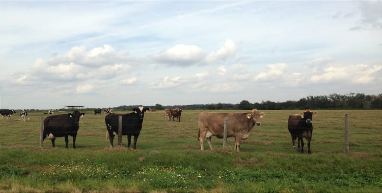 A line of cows behind a barbed wire fence at a ranch