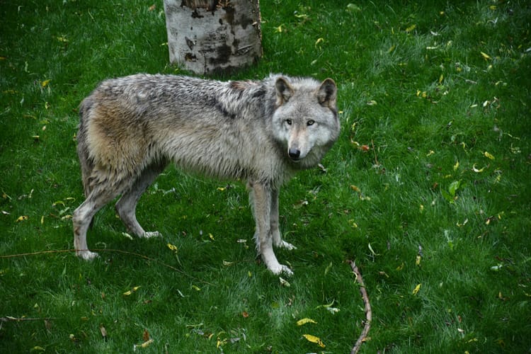 Busch Gardens Williamsburg wolf