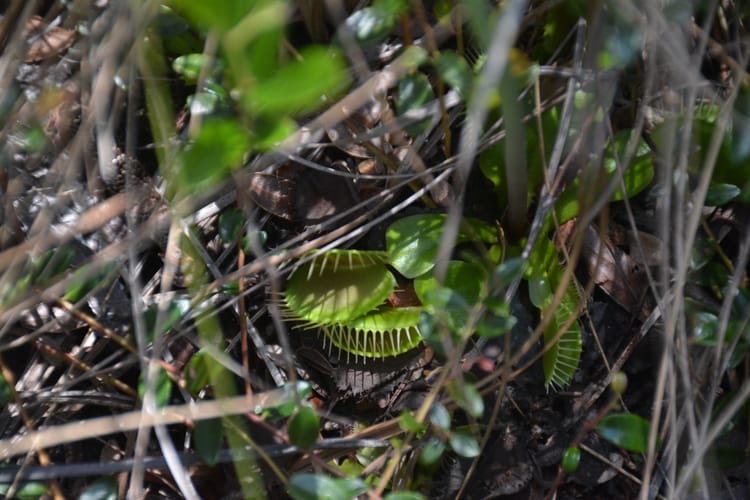Stalking the Wild Venus Flytrap