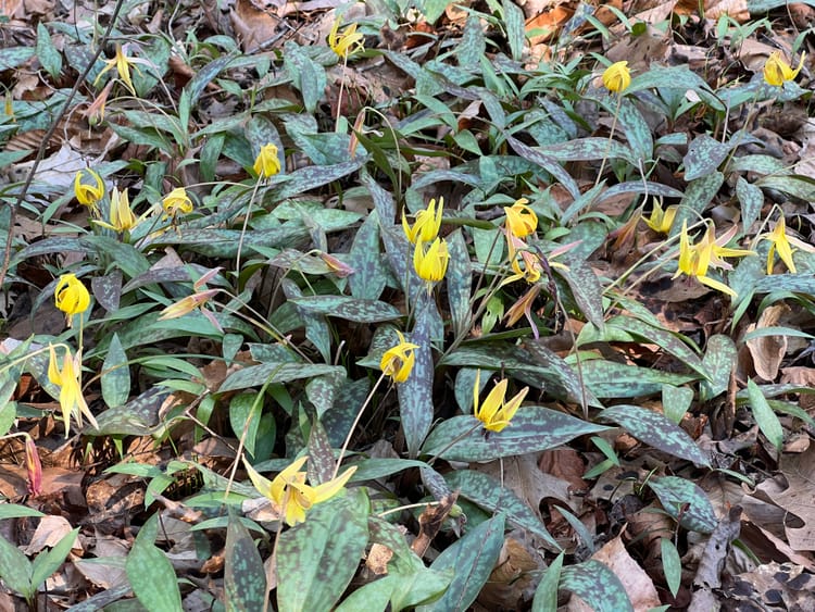 A forest floor blanketed in yellow blooms of trout lilies rising from spotted leaves