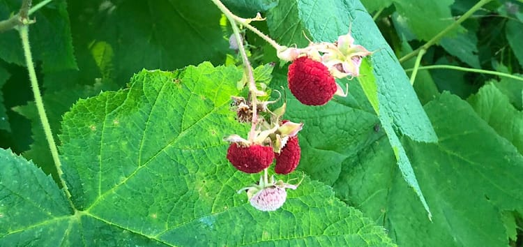 Small red berries similiar to raspberries in texture but button shaped