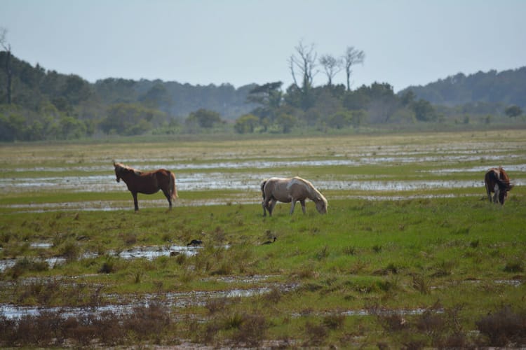 Wild ponies at Chincoteague NWR