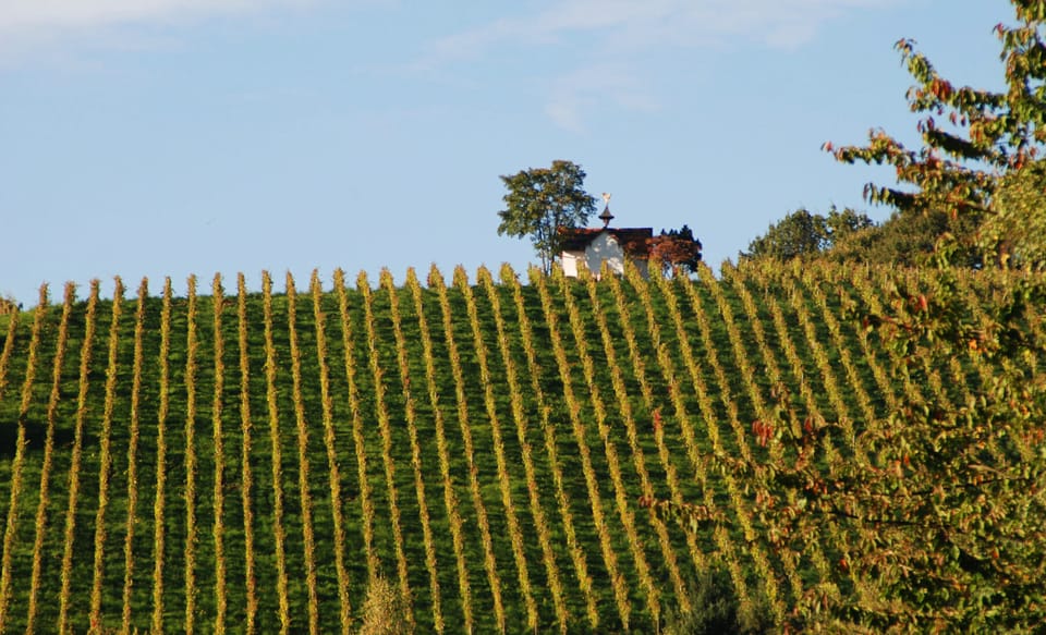 Vineyard in Baden-Baden