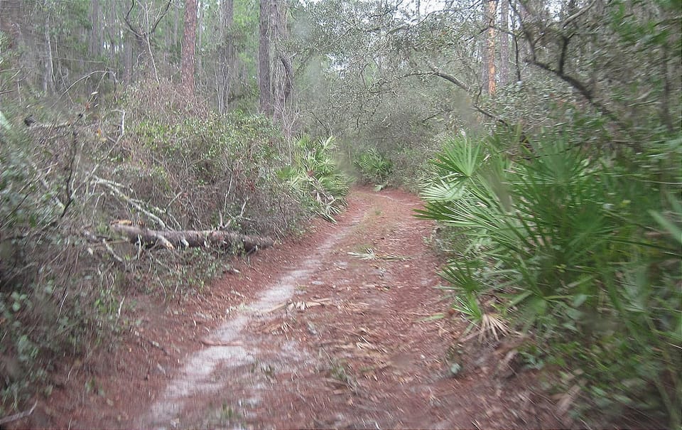 Slightly blurred image of a Jeep track hemmed in by forest