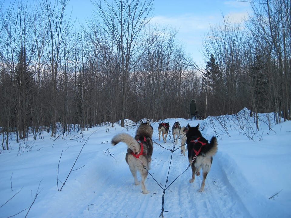 Dogsledding in Quebec