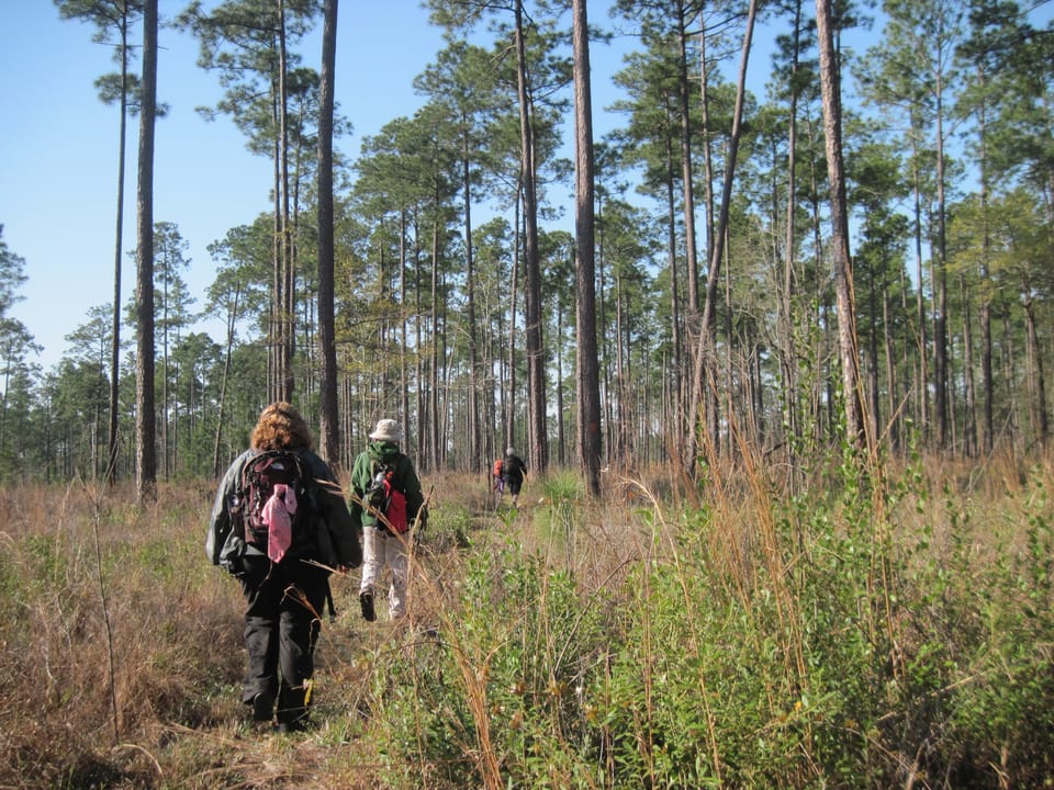 A row of hikers in a pine savanna