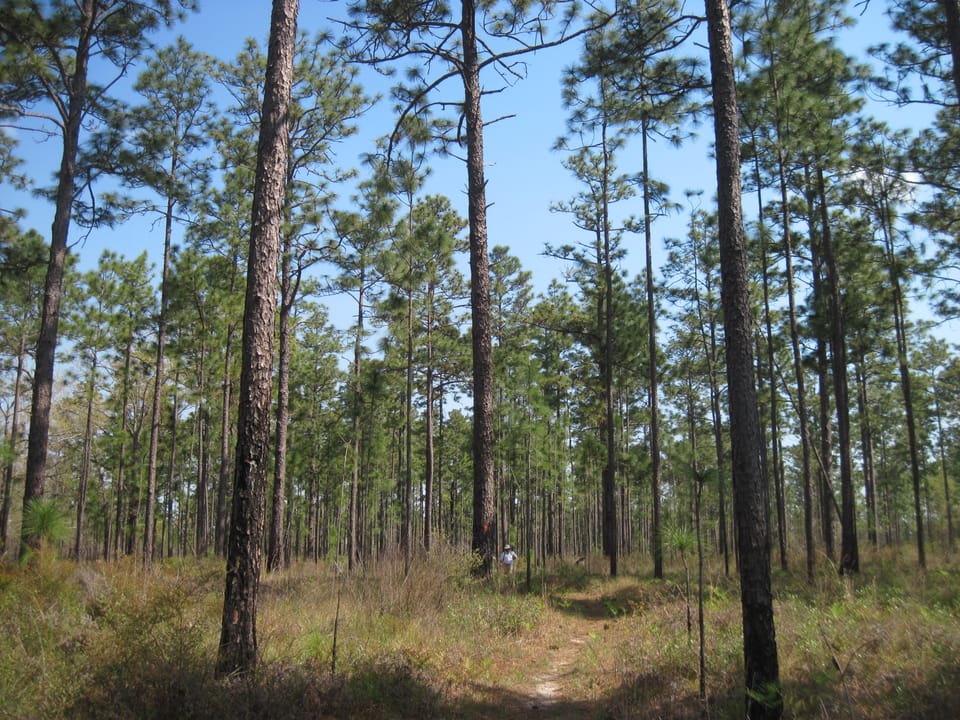 A man looks tiny walking a footpath beneath tall pines