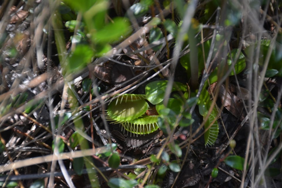Stalking the Wild Venus Flytrap