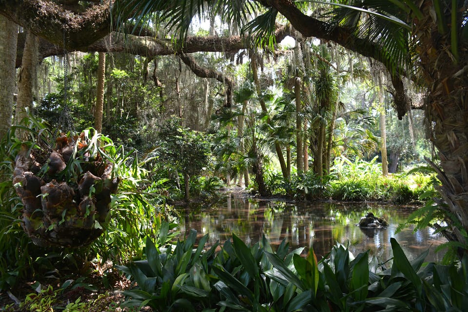 In the hammocks of Washington Oaks