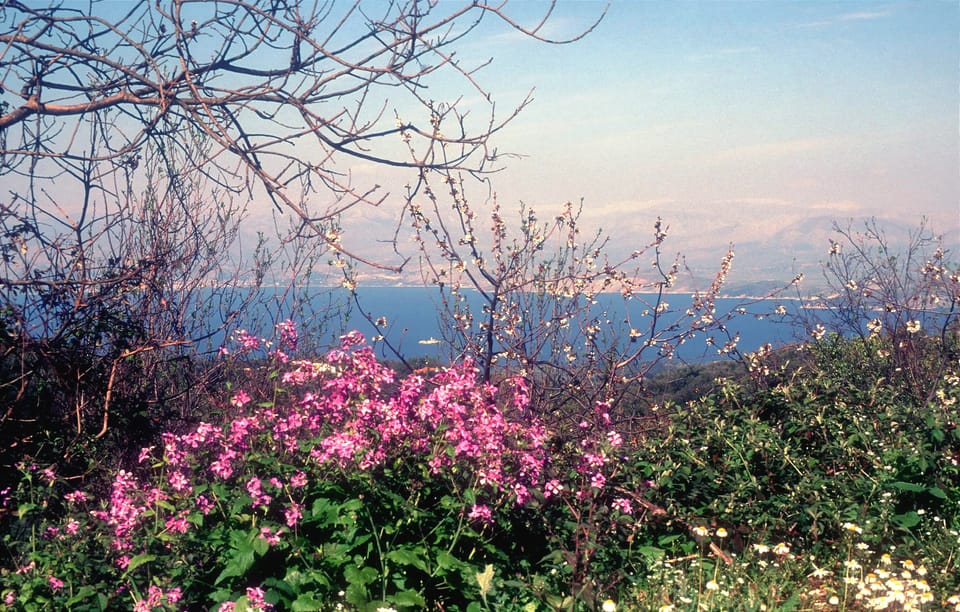View across Ionian Sea with foreground of flowers in bloom and horizon of snow-capped mountains,