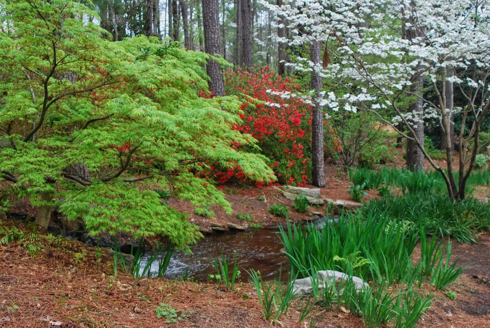 Woodland garden at Aldridge Botanical Gardens